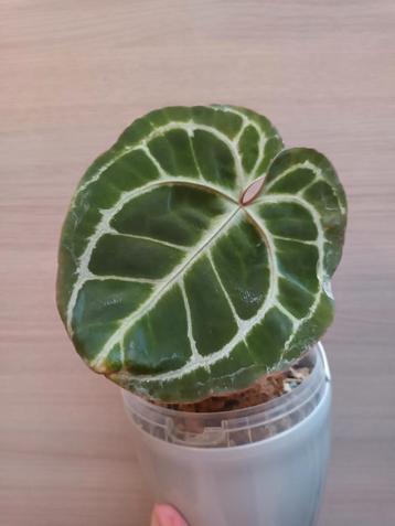 Anthurium dark crystallinum x beschikbaar voor biedingen