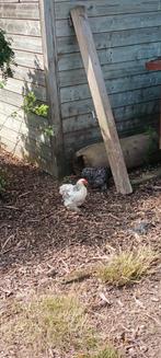 Cochin Kriel Haan, Dieren en Toebehoren, Pluimvee