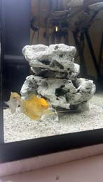 Gourami koppel, Dieren en Toebehoren, Vissen | Aquariumvissen, Vis, Zoetwatervis, Schoolvis