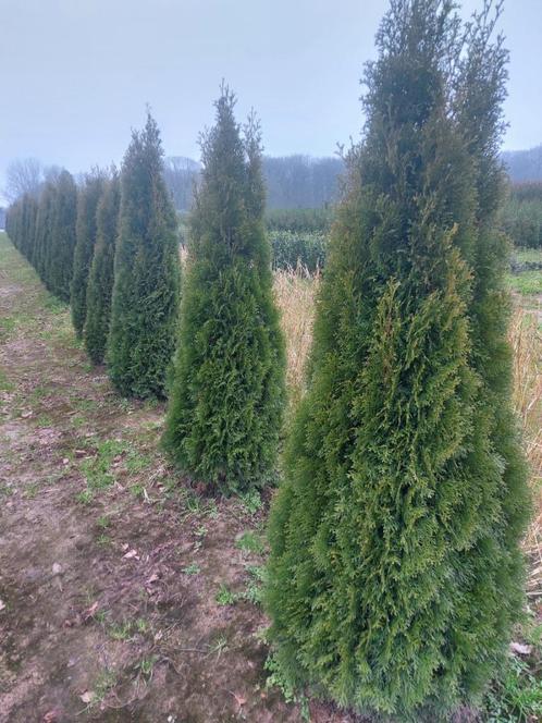 Conifeer/ haagspar: Thuja Smaragd, Tuin en Terras, Planten | Struiken en Hagen, Haag, Conifeer, 100 tot 250 cm, Ophalen