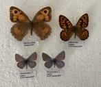 Set van 4 vlinders uit Huesca, Spaanse Pyreneeën, Ophalen of Verzenden