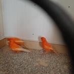 Rode kanaries 25, Dieren en Toebehoren, Kleurkanarie