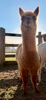 Alpaca hengstje ( 5 maand oud ), Dieren en Toebehoren, Overige Dieren, Juli, Mannelijk