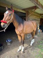 Hengst, Met stamboom, Springpaard, 3 tot 6 jaar, Zadelmak