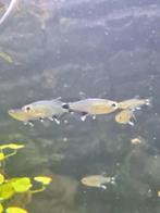 Aphyocharax paraguayensis - paraguay tetra