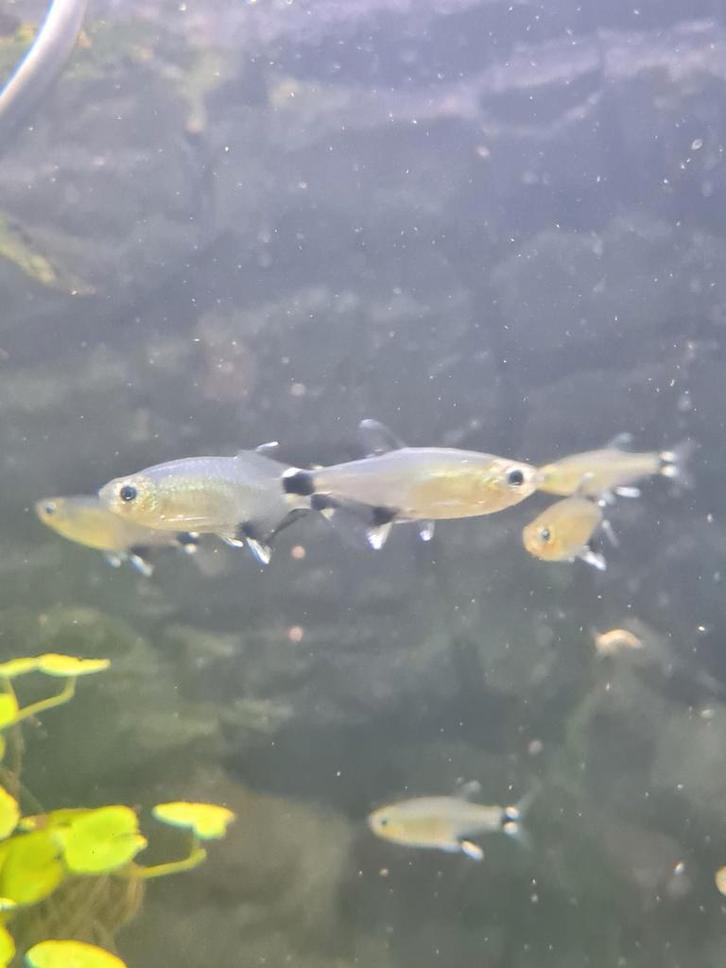 Aphyocharax paraguayensis - paraguay tetra, Animaux & Accessoires, Poissons | Poissons d'étang