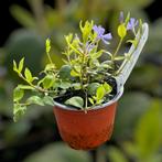 Vinca’s in verschillende kleuren, Tuin en Terras, Ophalen, Vaste plant, Bodembedekkers