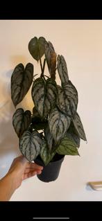 Philodendron brandtianum, Autres espèces, Enlèvement ou Envoi, Moins de 100 cm, Plante verte