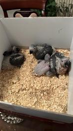 Roodstaart, Dieren en Toebehoren, Vogels | Parkieten en Papegaaien