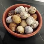 Œufs de caille