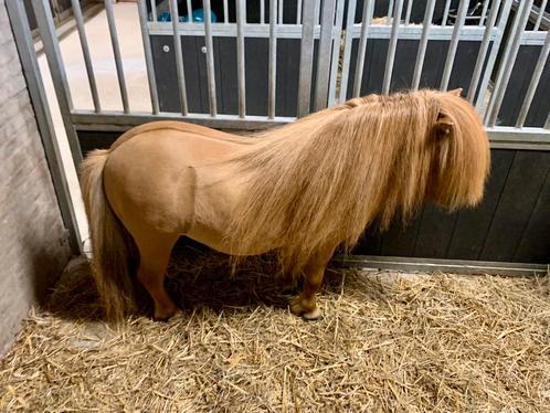 Prachtige, goedgekeurde mini Shetland hengst! (stamboek), Dieren en Toebehoren, Pony's, Hengst, Met stamboom, Gechipt, Ontwormd