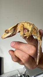 Wimpergekko *2025*