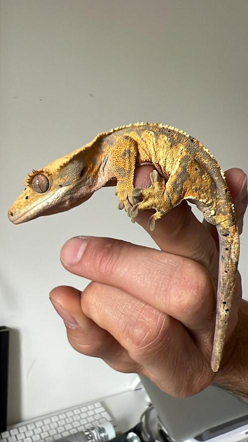 Wimpergekko *2025*, Dieren en Toebehoren, Reptielen en Amfibieën