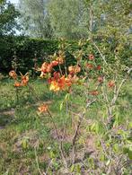 Azalea mollis, Tuin en Terras, Planten | Bomen, Overige soorten, Lente, Minder dan 100 cm, Ophalen