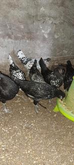 Legkip leghen ayam cemani x appenzeller spitskuif, Dieren en Toebehoren, Kip