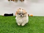 Pomeriaan pups, Dieren en Toebehoren, België, Keeshond, CDV (hondenziekte), 8 tot 15 weken