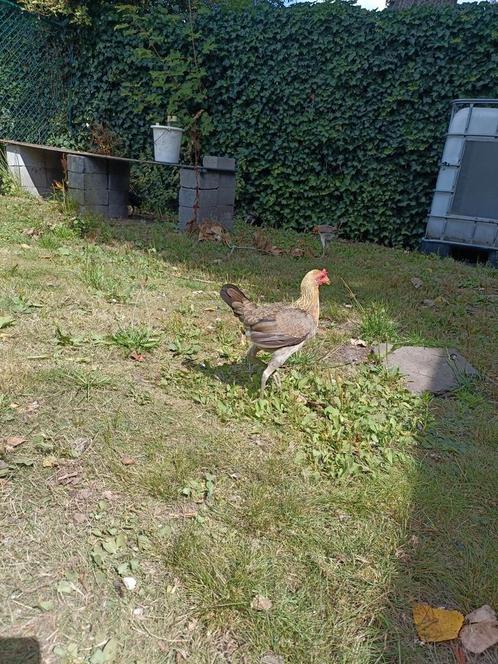 Modern Engelse vechtkrielen, Dieren en Toebehoren, Pluimvee