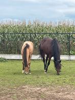 Quarter horse, Dieren en Toebehoren, Paarden, Hengst