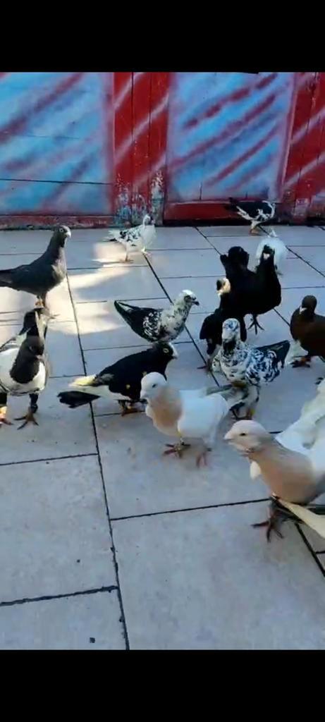 Syrisch Duiven, Animaux & Accessoires, Oiseaux | Pigeons, Autres espèces, Plusieurs animaux