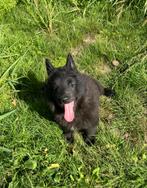 Groendaler pup, Dieren en Toebehoren, Honden | Herdershonden en Veedrijvers, België, Reu, 8 tot 15 weken, CDV (hondenziekte)