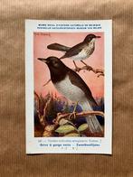 Vogels van België Nr. 187 Zwartkeellijster, Collections, Cartes postales | Animaux, Enlèvement ou Envoi, Non affranchie, Oiseaux