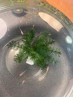 Guppies, Dieren en Toebehoren, Vis, Zoetwatervis