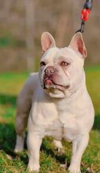 Prachtig ervaren Franse bulldog dekreu niet te koop, Animaux & Accessoires, Chiens | Chiens mâles pour saillie & Étalons, Un chien