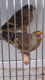 Distelvink x kanarie, Dieren en Toebehoren, Vogels | Overige Vogels