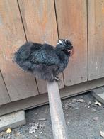 Usa zijdehoen split motteld Hennetjes, Dieren en Toebehoren, Vrouwelijk, Kip