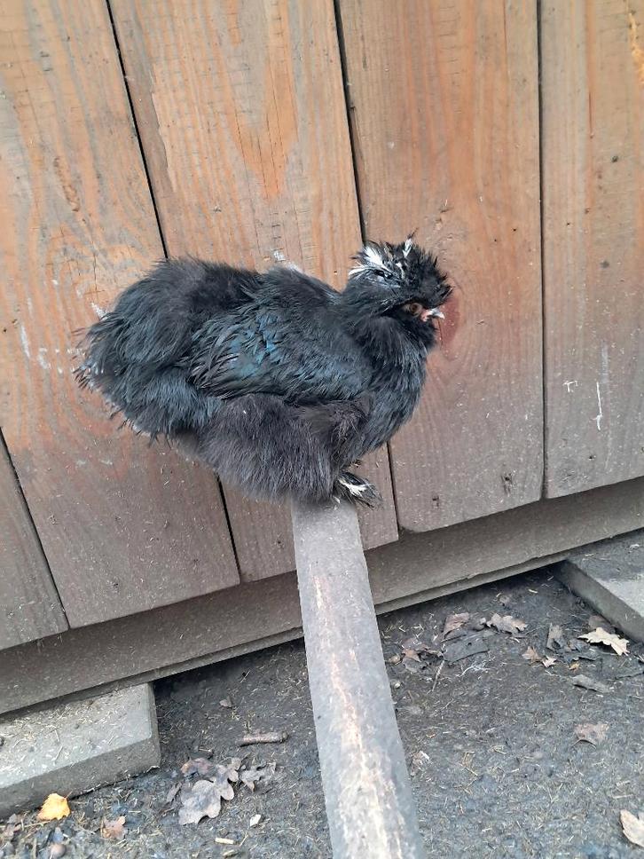 Usa zijdehoen split motteld Hennetjes, Dieren en Toebehoren, Pluimvee, Kip, Vrouwelijk