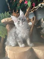 maine coon, Dieren en Toebehoren, Meerdere dieren, Gechipt, 0 tot 2 jaar