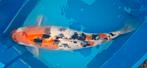 Koi's te koop, Dieren en Toebehoren
