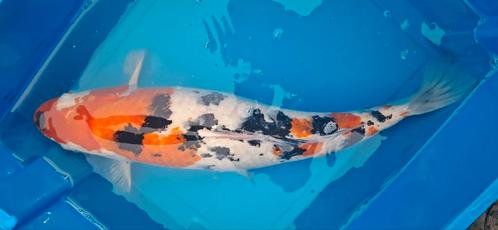 Koi's te koop, Dieren en Toebehoren, Vissen | Vijvervissen