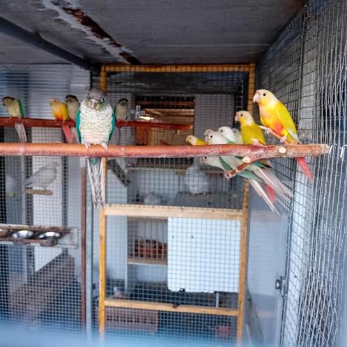 Pyrrhura 2025, Dieren en Toebehoren, Vogels | Parkieten en Papegaaien, Mannelijk