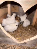 Zijdehoentjes, Dieren en Toebehoren, Pluimvee, Geslacht onbekend