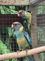 2 jonge barnard parkieten, Dieren en Toebehoren, Vogels | Parkieten en Papegaaien, Meerdere dieren, Parkiet, Geringd
