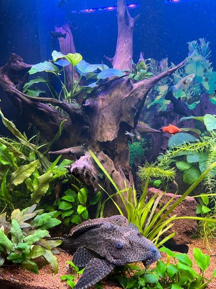 Juwel 300 120 cm X 60 hoog 50 diep, Dieren en Toebehoren, Vissen | Aquaria en Toebehoren, Gebruikt, Ophalen