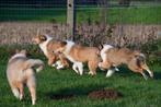 Schotse Collie pups te koop, 15 weken tot 1 jaar, Buitenland, CDV (hondenziekte), Collie