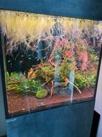 Aquarium Aqualife Amphiculla 250, Enlèvement, Comme neuf