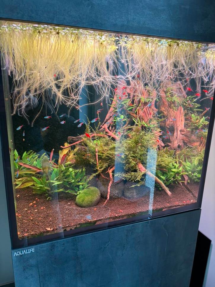 Aquarium Aqualife Amphiculla 250, Dieren en Toebehoren, Vissen | Aquaria en Toebehoren, Zo goed als nieuw, Ophalen