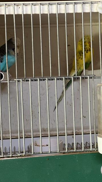 Engelse grasparkieten, Dieren en Toebehoren, Vogels | Parkieten en Papegaaien