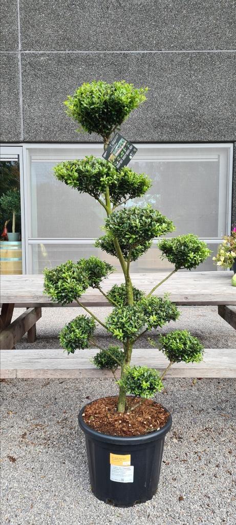 Ilex Crenata Bonsai, Tuin en Terras, Planten | Tuinplanten, Halfschaduw, Ophalen