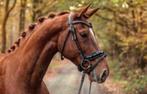 12 jarige kwpn sport merrie, Dieren en Toebehoren, Merrie