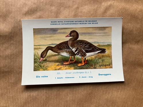 Vogels der Belgische Fauna - Reeks 23, Boeken, Prentenboeken en Plaatjesalbums, Zo goed als nieuw, Ophalen of Verzenden