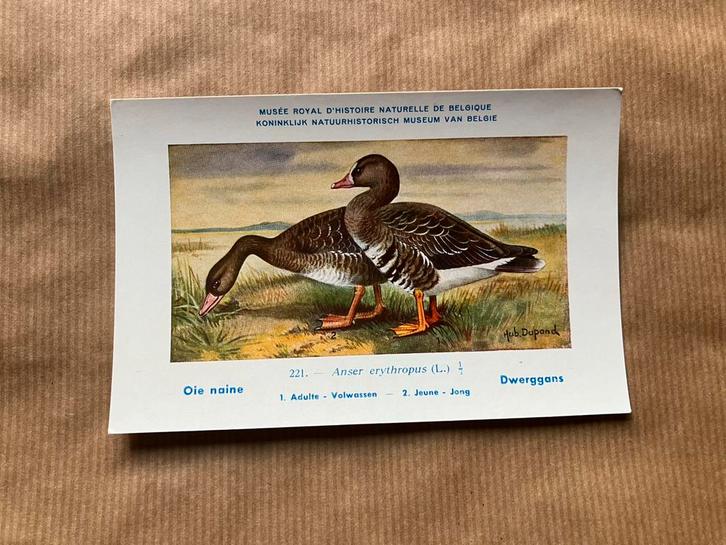 Vogels der Belgische Fauna - Reeks 23, Boeken, Prentenboeken en Plaatjesalbums, Zo goed als nieuw, Ophalen of Verzenden