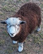2 Herdwickrammen, Dieren en Toebehoren, Mannelijk, Schaap, 0 tot 2 jaar