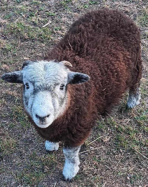 2 Herdwickrammen, Dieren en Toebehoren, Schapen, Geiten en Varkens, Schaap, Mannelijk, 0 tot 2 jaar