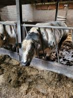 dekstier 3jaar oud, Dieren en Toebehoren, Mannelijk, 3 tot 6 jaar