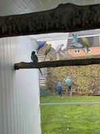 Halsbandparkieten, Dieren en Toebehoren, Vogels | Parkieten en Papegaaien, Mannelijk, Parkiet, Geringd