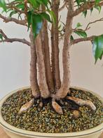 𝗣𝗿𝗮𝗰𝗵𝘁𝗶𝗴𝗲 𝗙𝗶𝗰𝘂𝘀 Benjamina Bonsai, koopje!, Enlèvement ou Envoi, En pot, Arbre à bulbes, Moins de 100 cm
